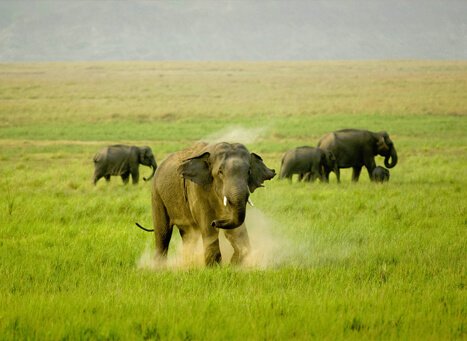 Wild nature of Corbett